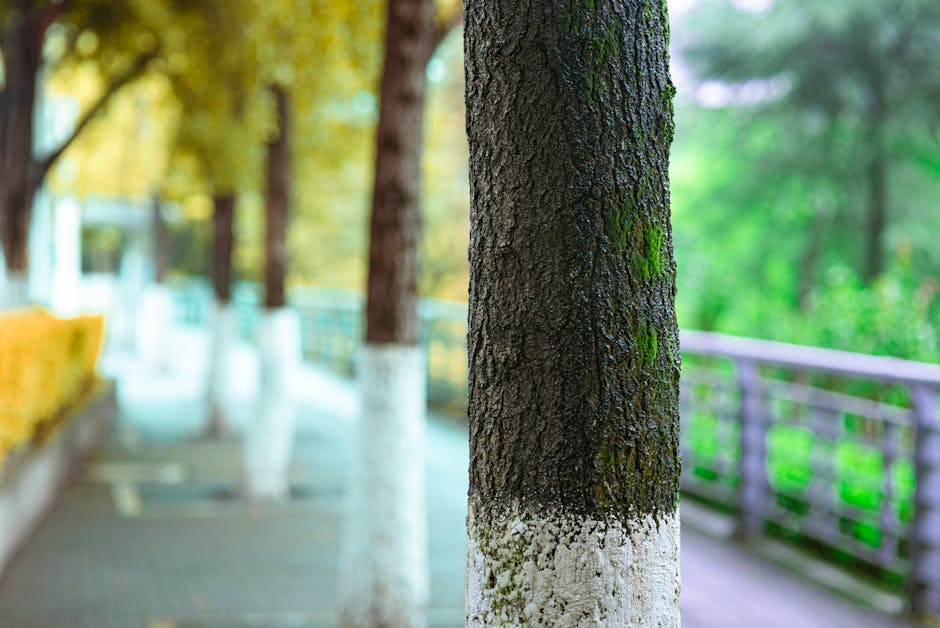 Close-up view of a large tree trunk with rough, textured bark partially covered in green moss and white paint at the base, situated along a paved pavement path in an outdoor setting. In the background